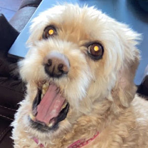 Meet your Posher, Michael